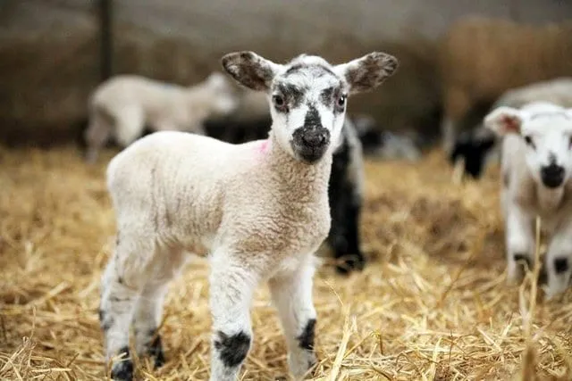 Lambs 2