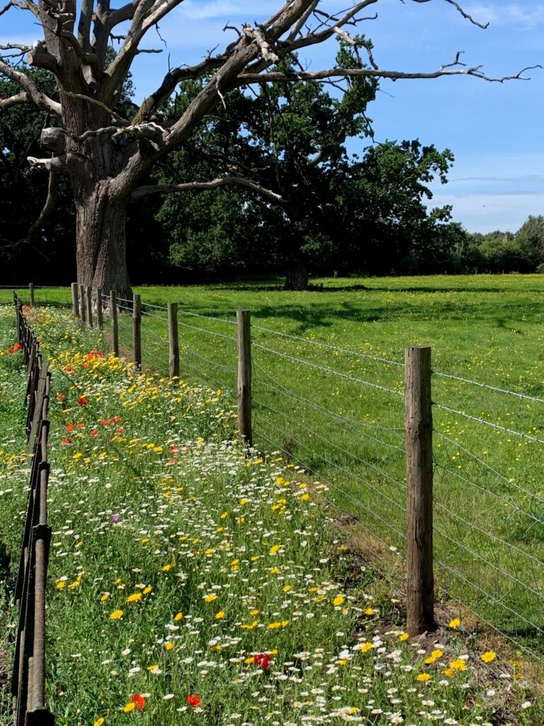 Meadow flowers 2