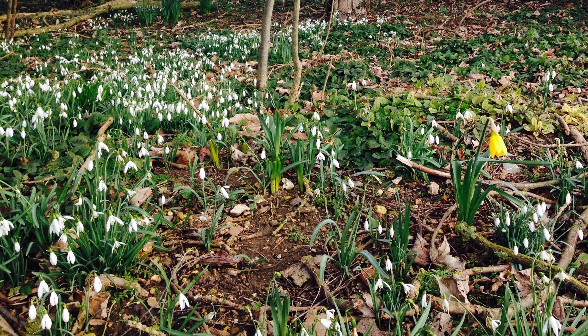 snowdrop and daffodil